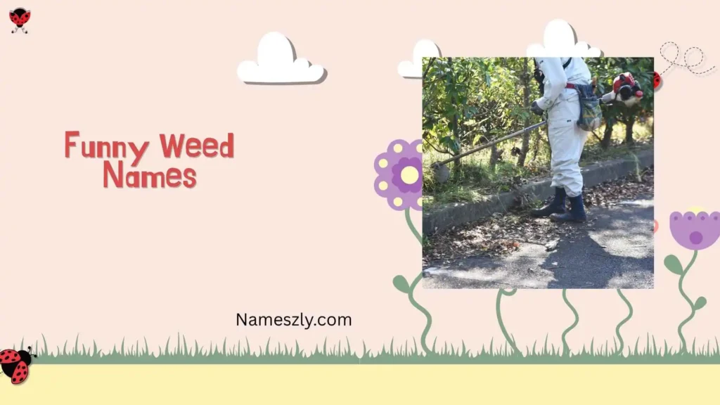 Funniest Weed Strain Names Reddit
