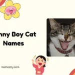 Funny Boy Cat Names