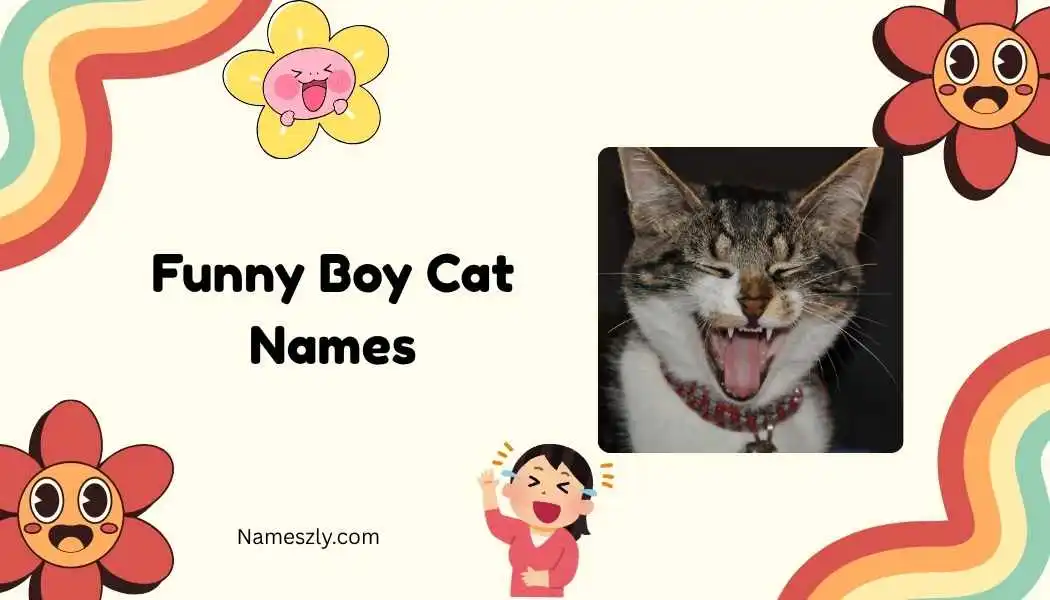 Funny Boy Cat Names