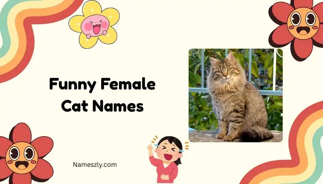 Funny Female Cat Names