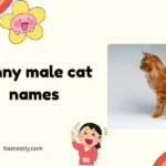 funny male cat names