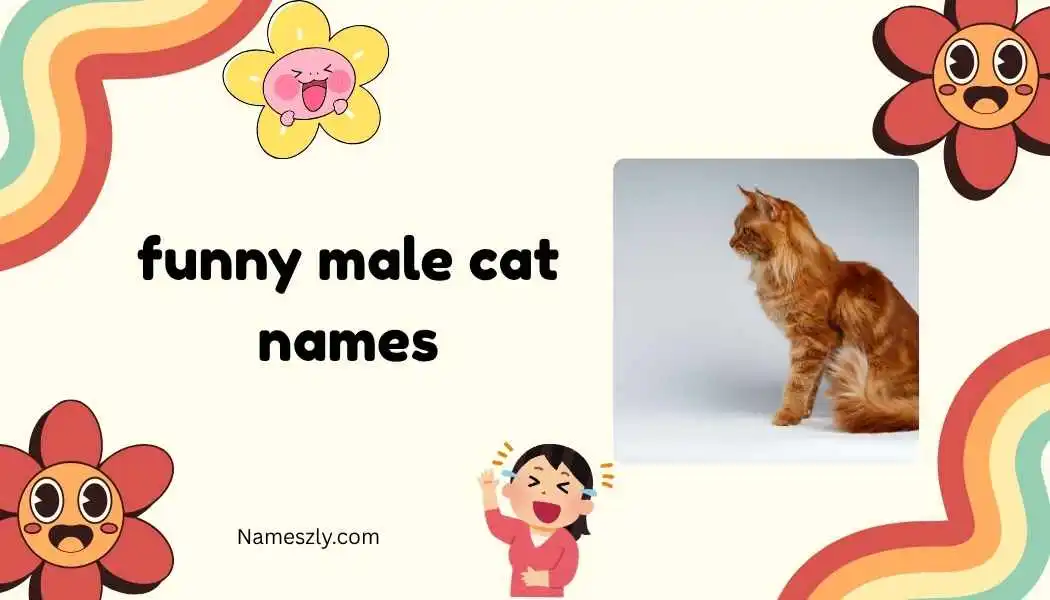 funny male cat names
