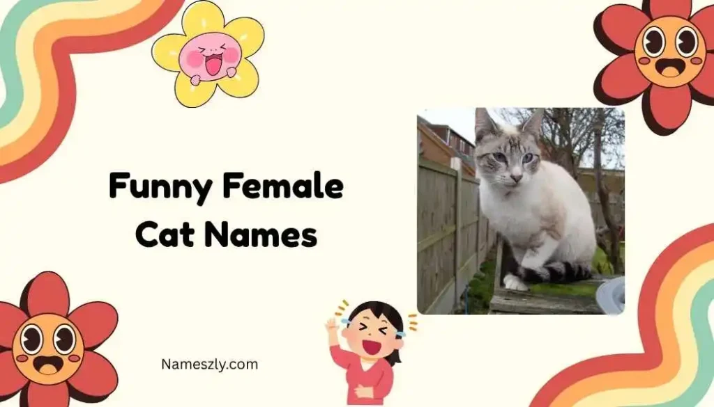 Silly Sound-Inspired Funny Female Cat Names